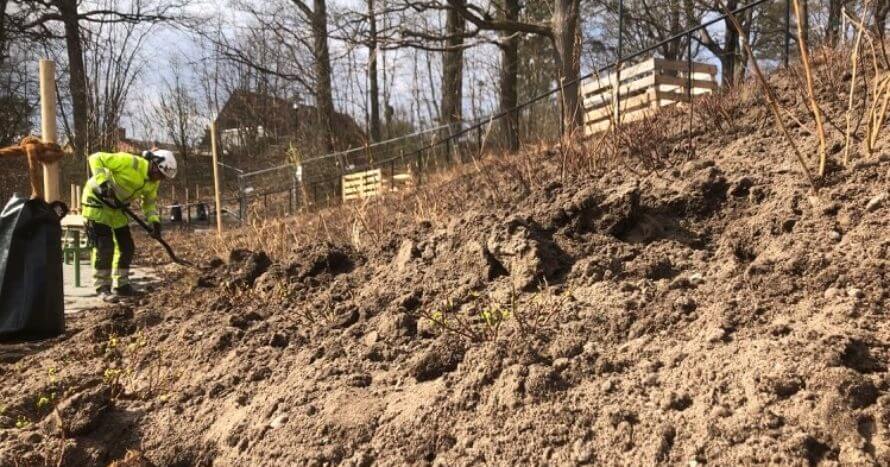 JE-Mark-perenner-plantering.jpg