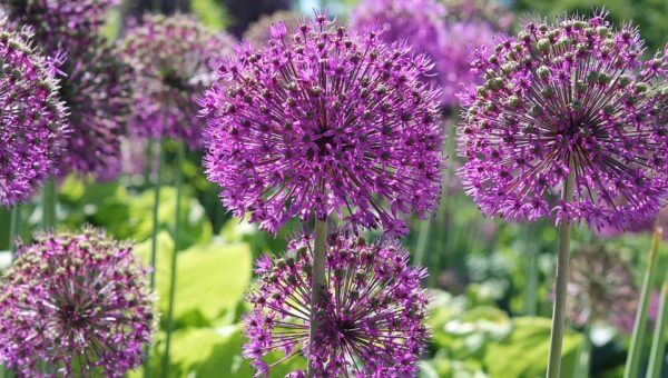 bulb-flowers-1462101_960_720.jpg