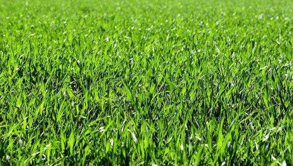 gras_anlaggning_jemark_hammarbybacken.jpg