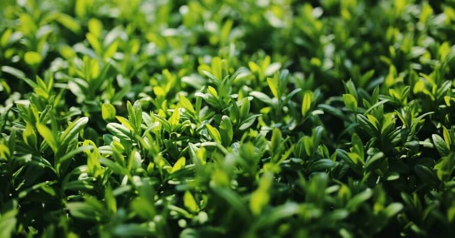 ligustrum-791853_960_720.jpg