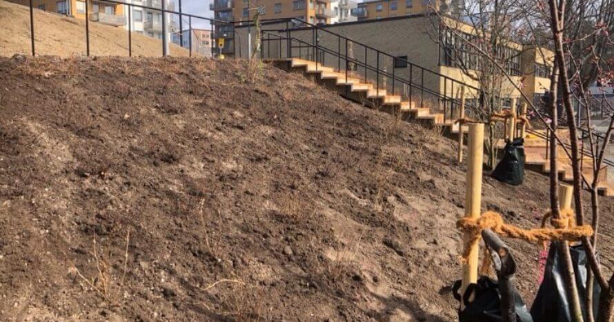 plantering-perenner-je-markk.jpg