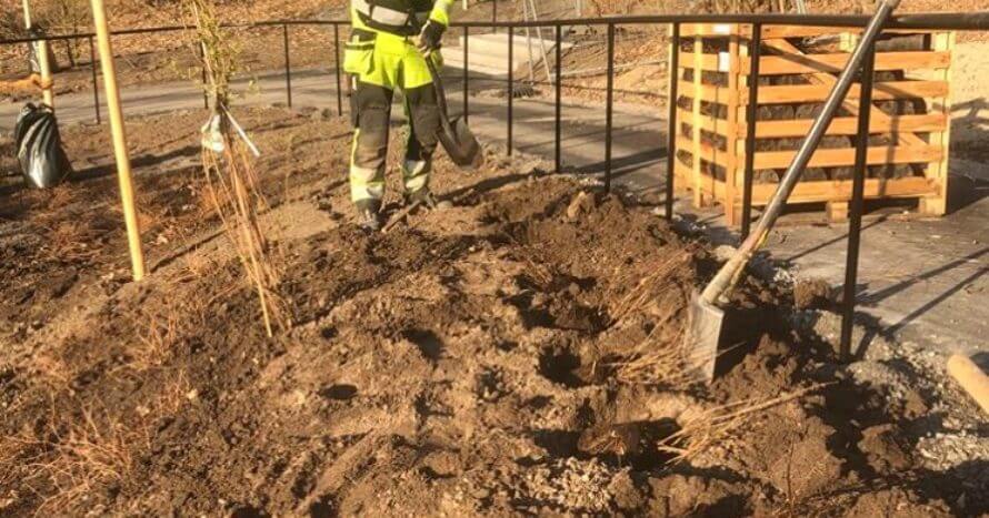 plantering-trad-stockholm.jpg